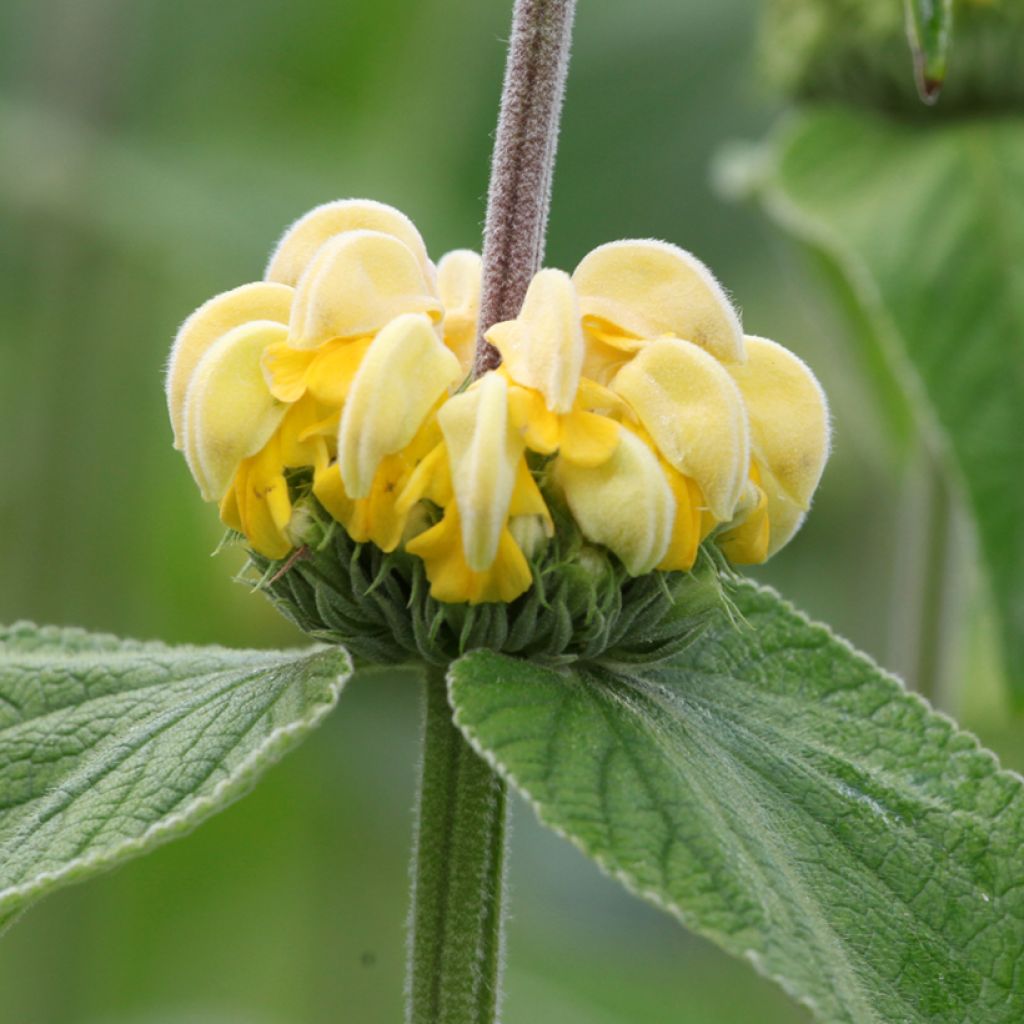 Anatolianpaloyrtti - Phlomis russeliana