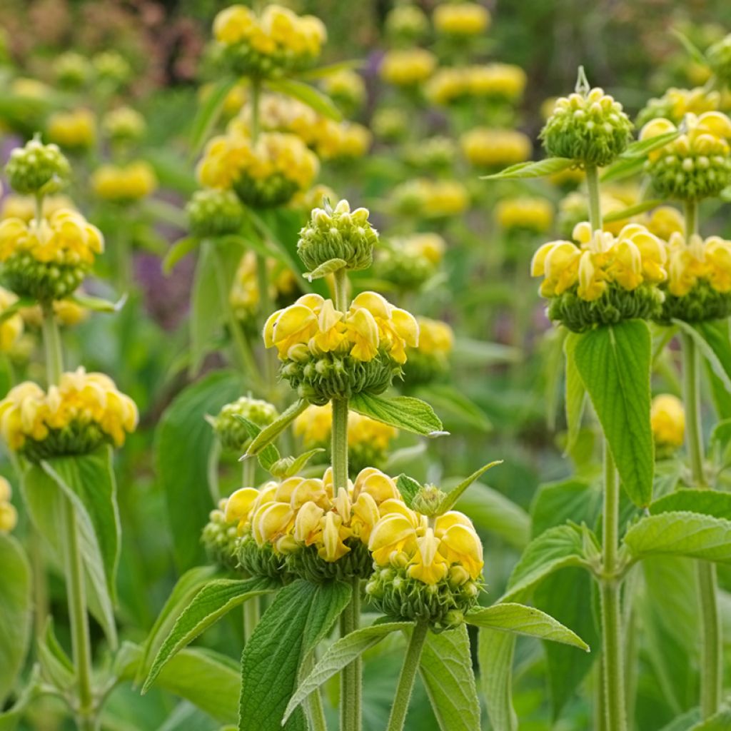 Anatolianpaloyrtti - Phlomis russeliana