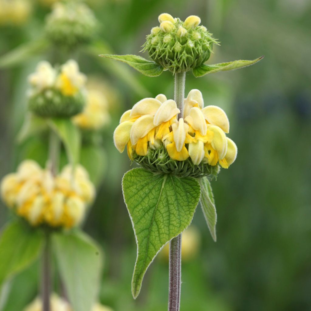 Anatolianpaloyrtti - Phlomis russeliana