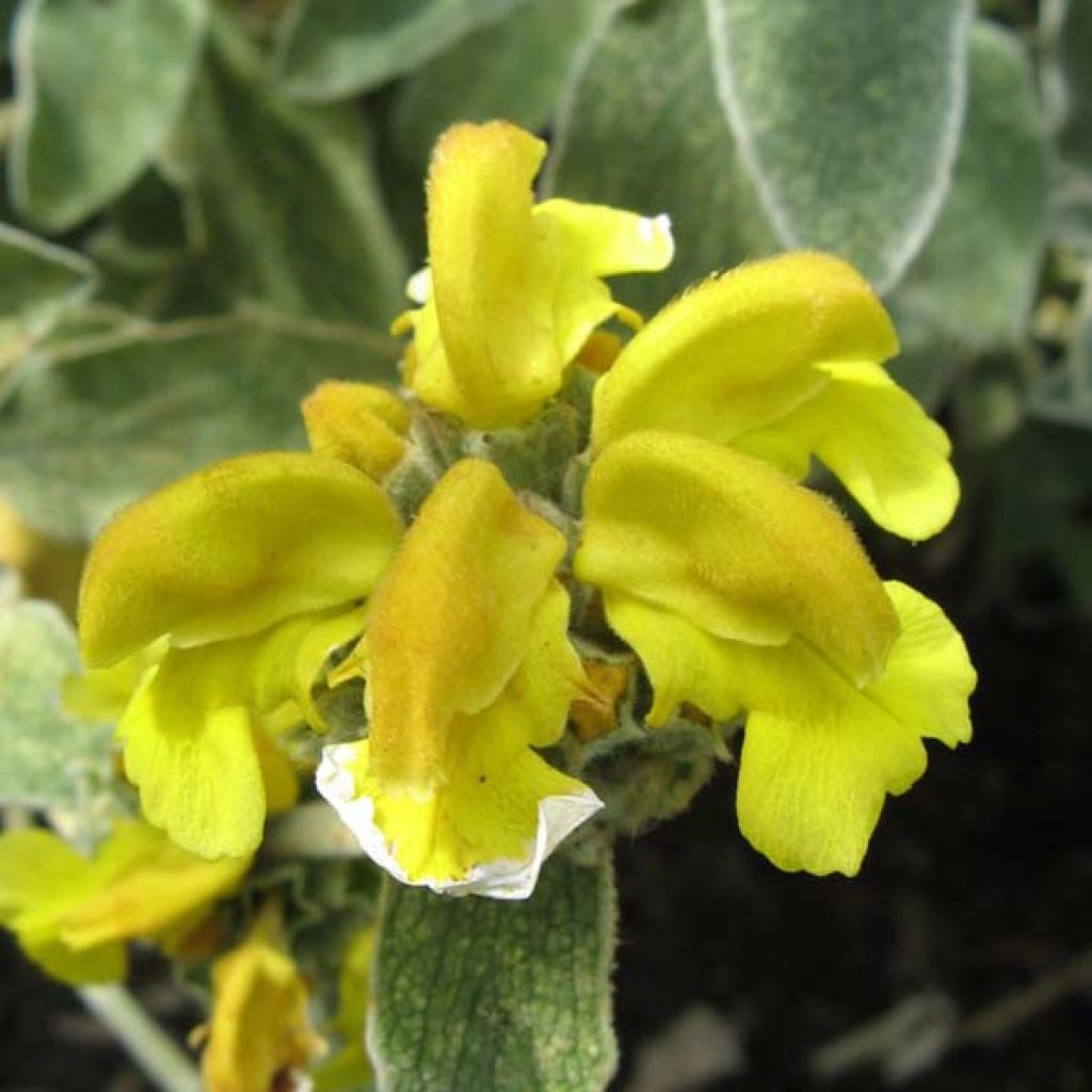 Pensaspaloyrtti - Phlomis fruticosa