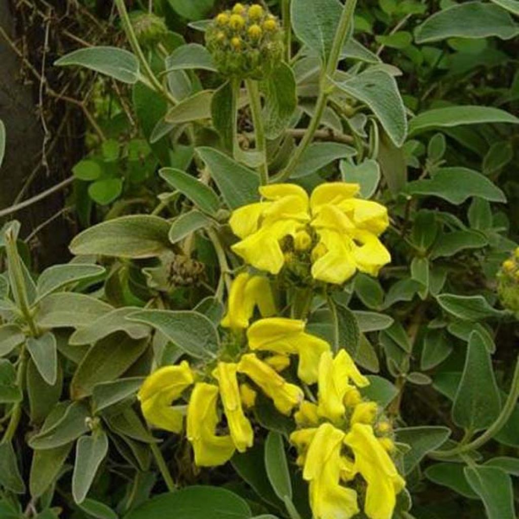 Pensaspaloyrtti - Phlomis fruticosa