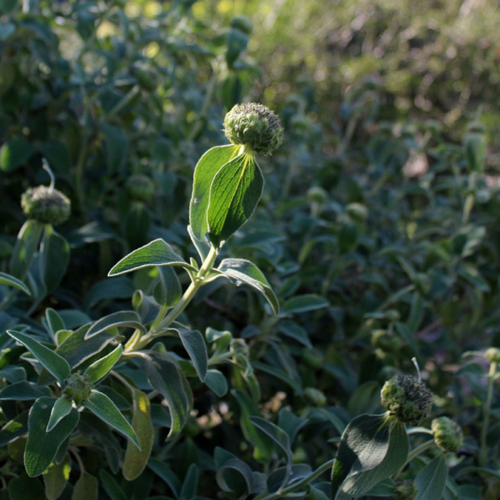 Pensaspaloyrtti - Phlomis fruticosa