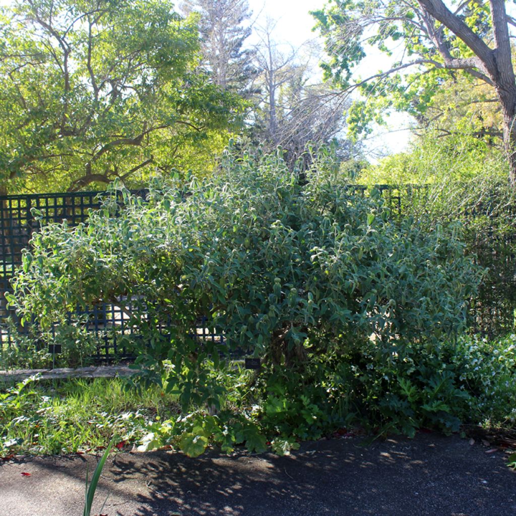 Pensaspaloyrtti - Phlomis fruticosa