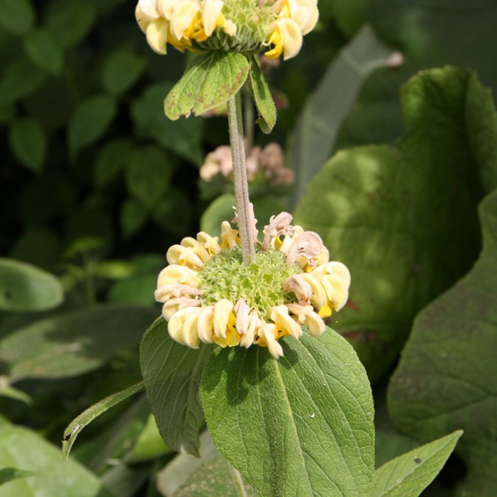 Pensaspaloyrtti - Phlomis fruticosa