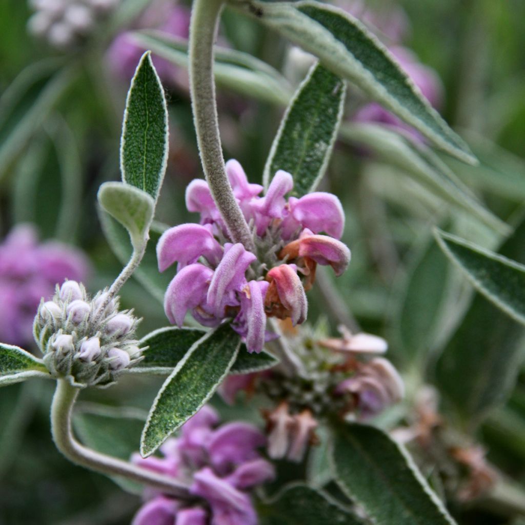 Purppurapaloyrtti - Phlomis purpurea