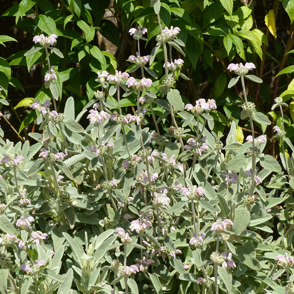 Purppurapaloyrtti - Phlomis purpurea