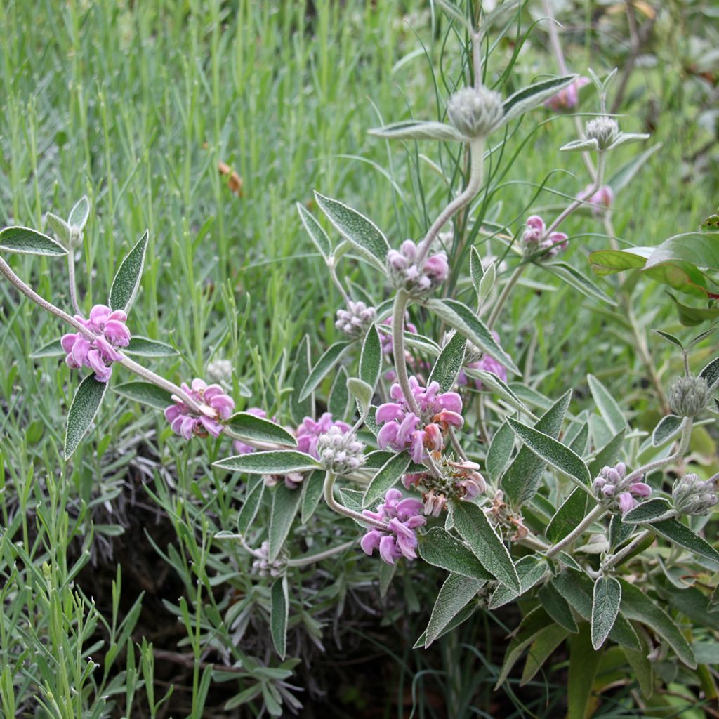 Purppurapaloyrtti - Phlomis purpurea