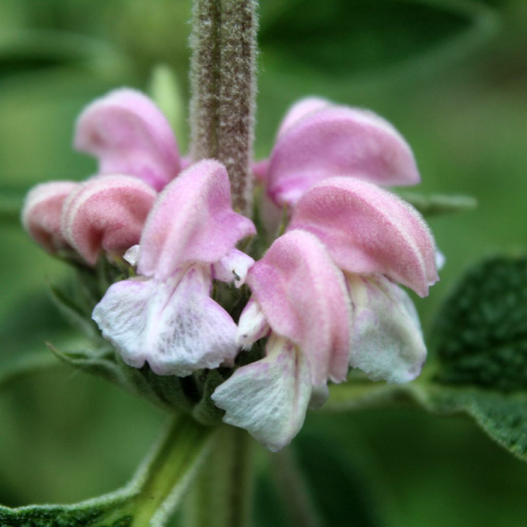 Purppurapaloyrtti - Phlomis purpurea