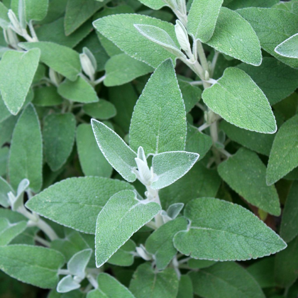 Purppurapaloyrtti - Phlomis purpurea