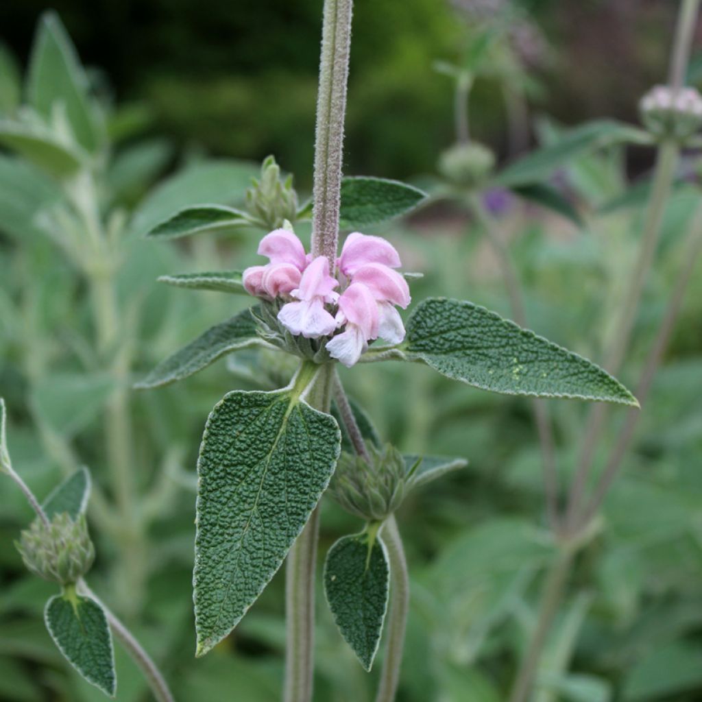 Purppurapaloyrtti - Phlomis purpurea