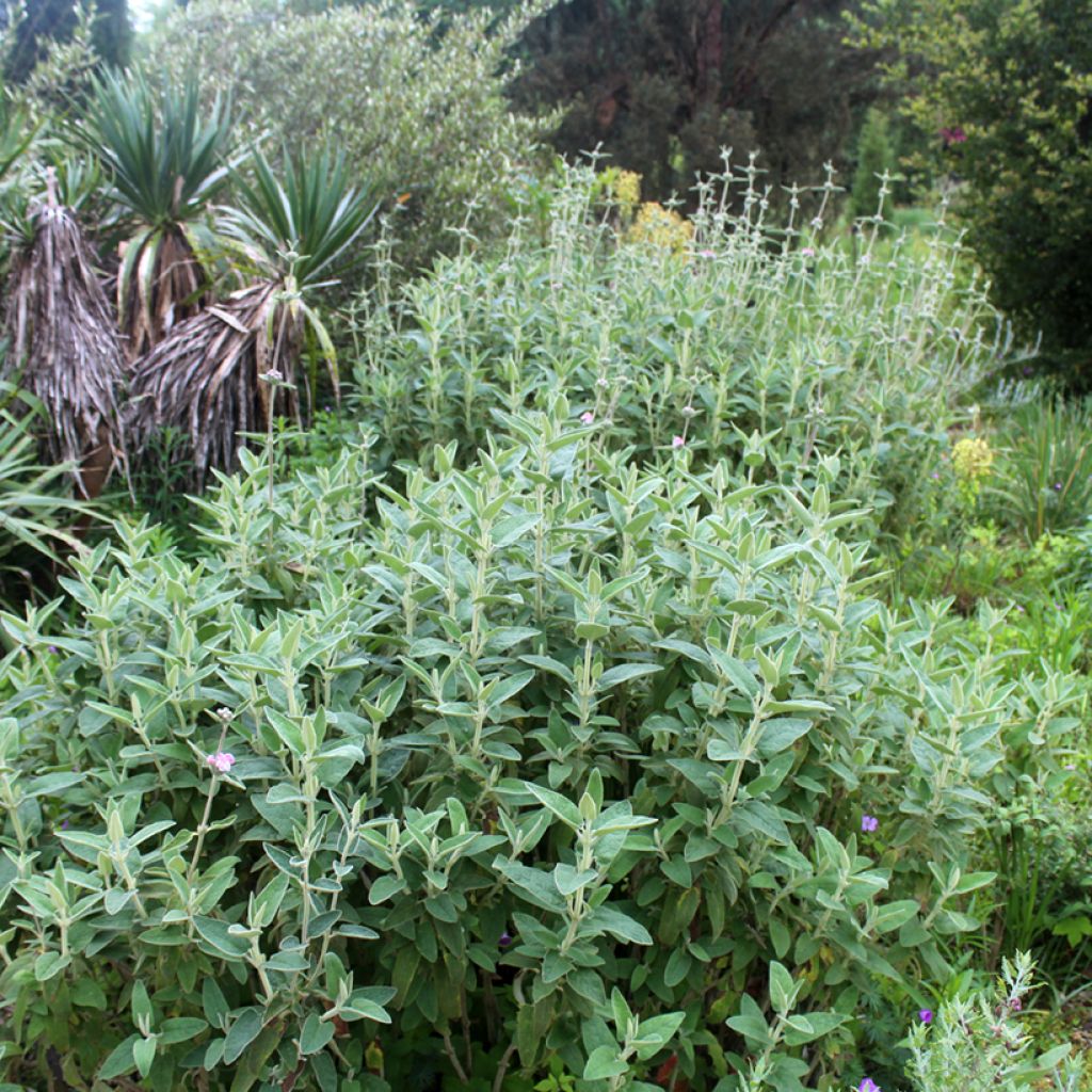 Purppurapaloyrtti - Phlomis purpurea