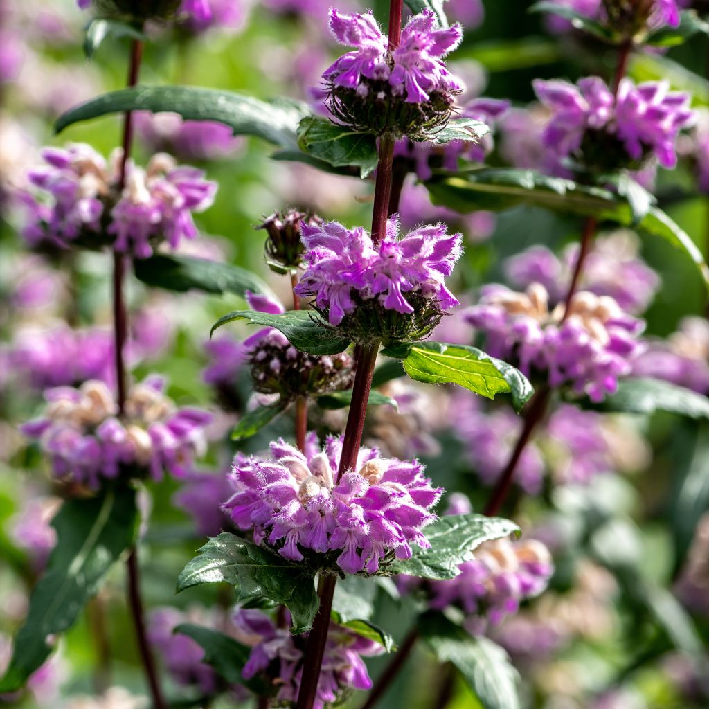 Mukulapaloyrtti Amazone