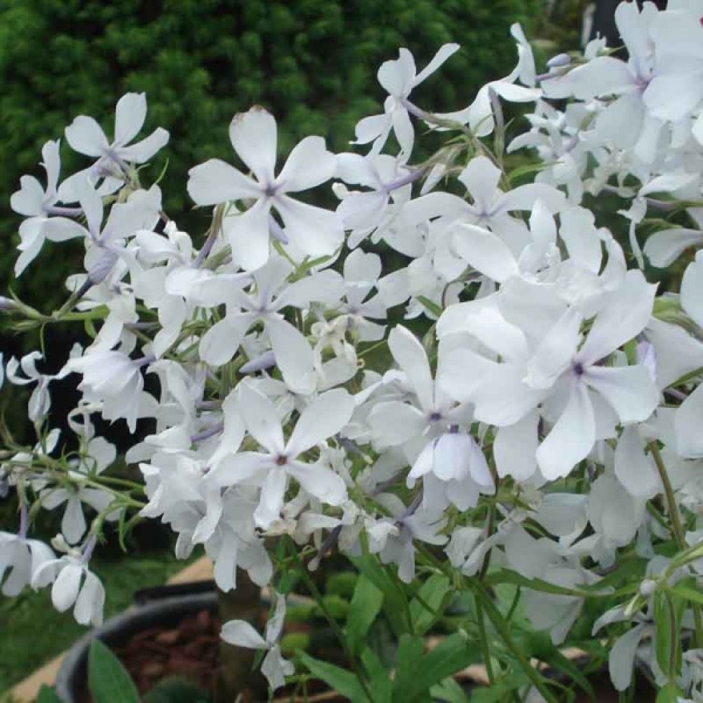 Sinileimu White Perfume