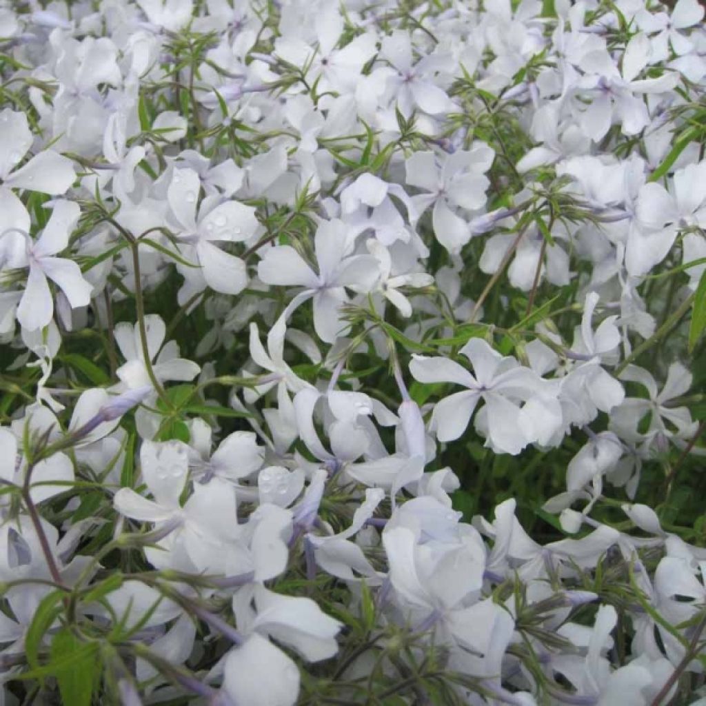 Sinileimu White Perfume