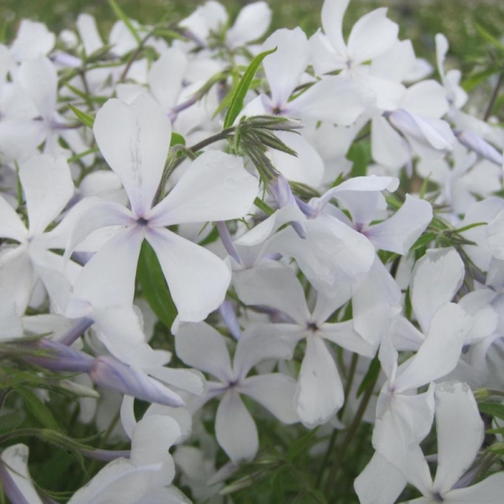 Sinileimu White Perfume