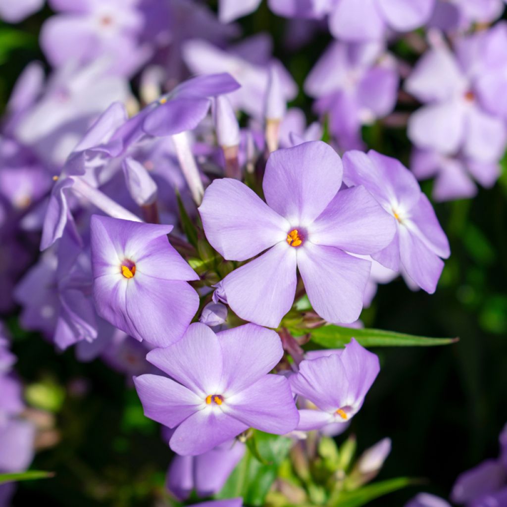 Syysleimu - Phlox idahonis