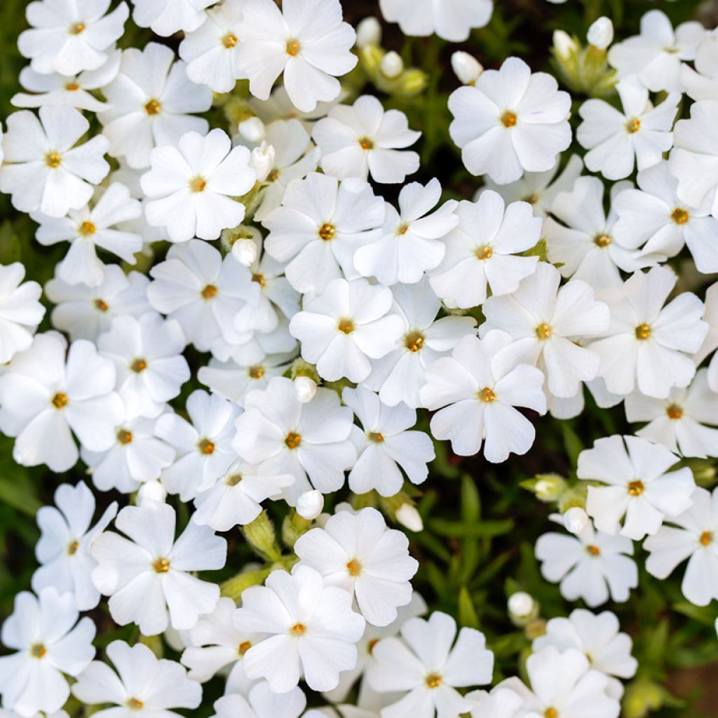 Sammalleimu White Delight