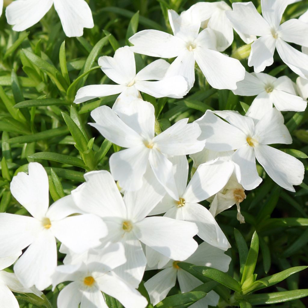 Sammalleimu White Delight
