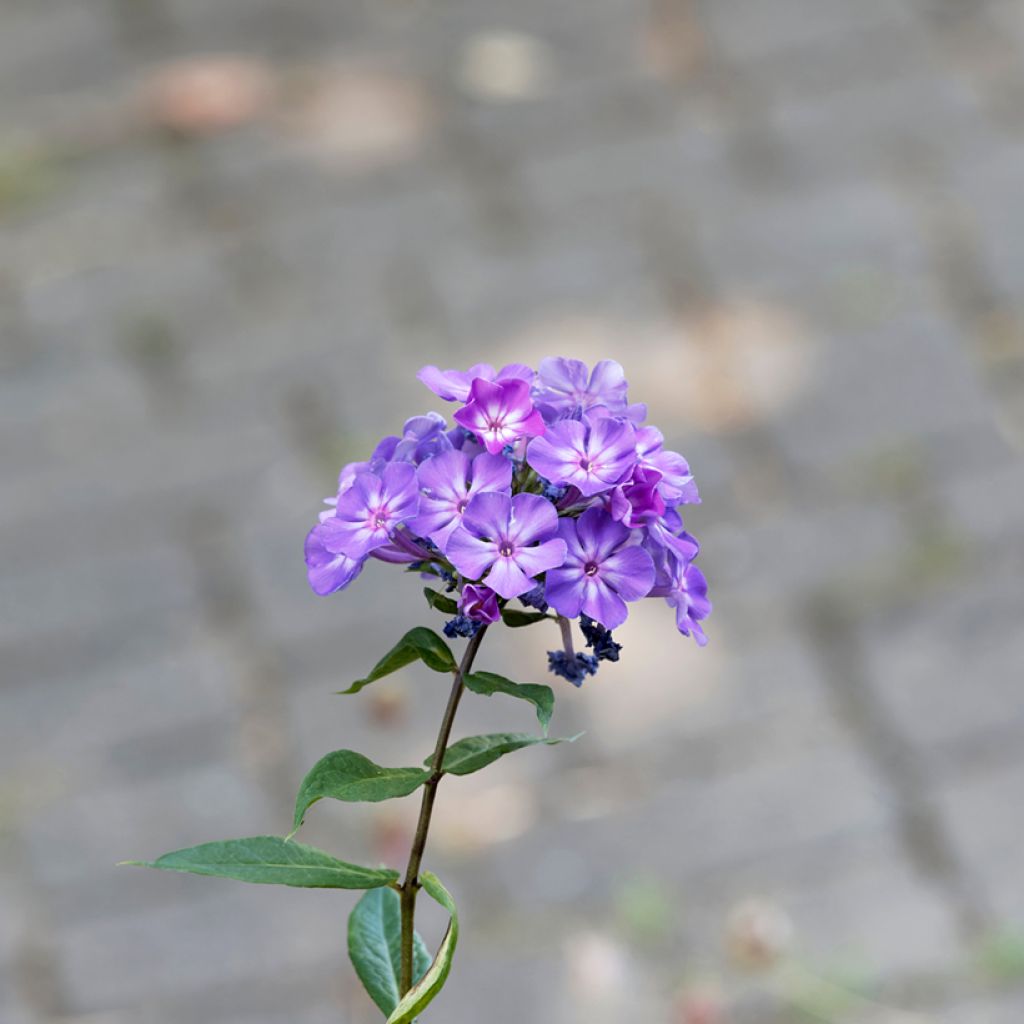 Syysleimu Blue Paradise