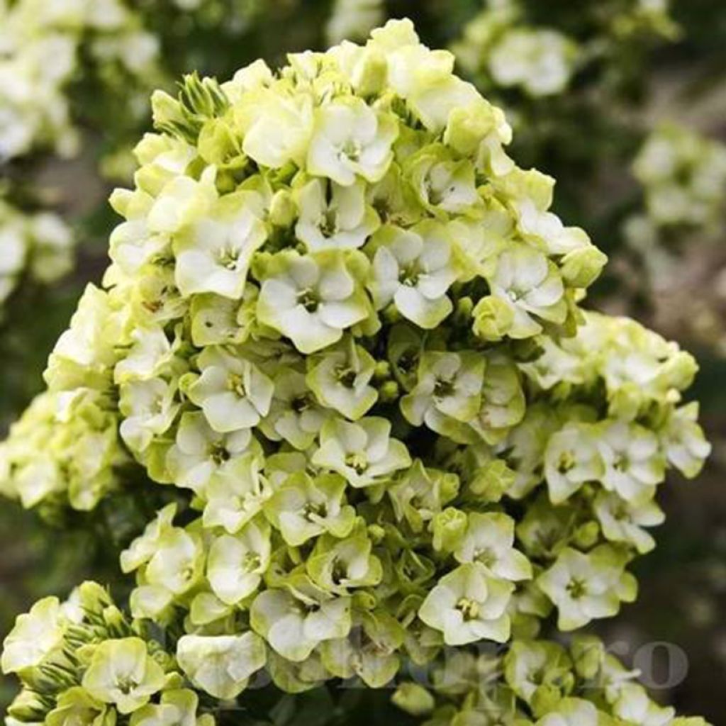 Syysleimu Orchid Green