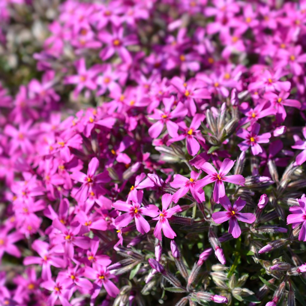 Sammalleimu Atropurpurea