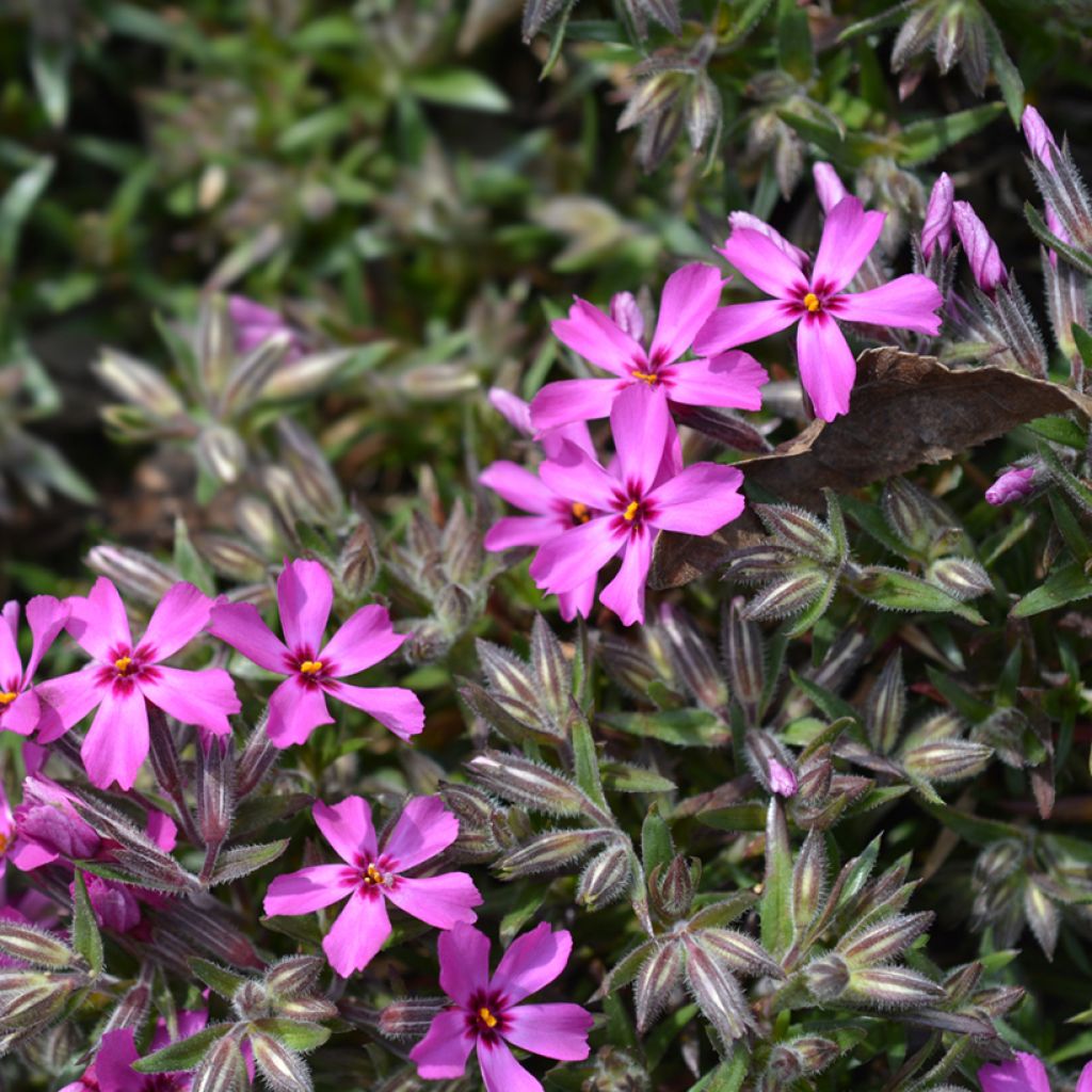Sammalleimu Atropurpurea