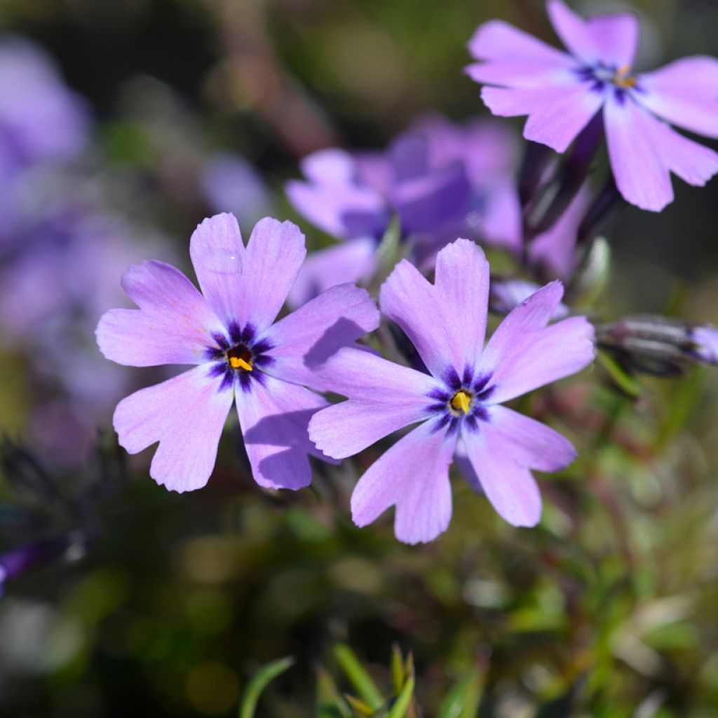 Sammalleimu Purple Beauty
