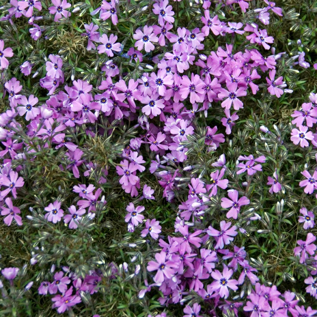 Sammalleimu Purple Beauty
