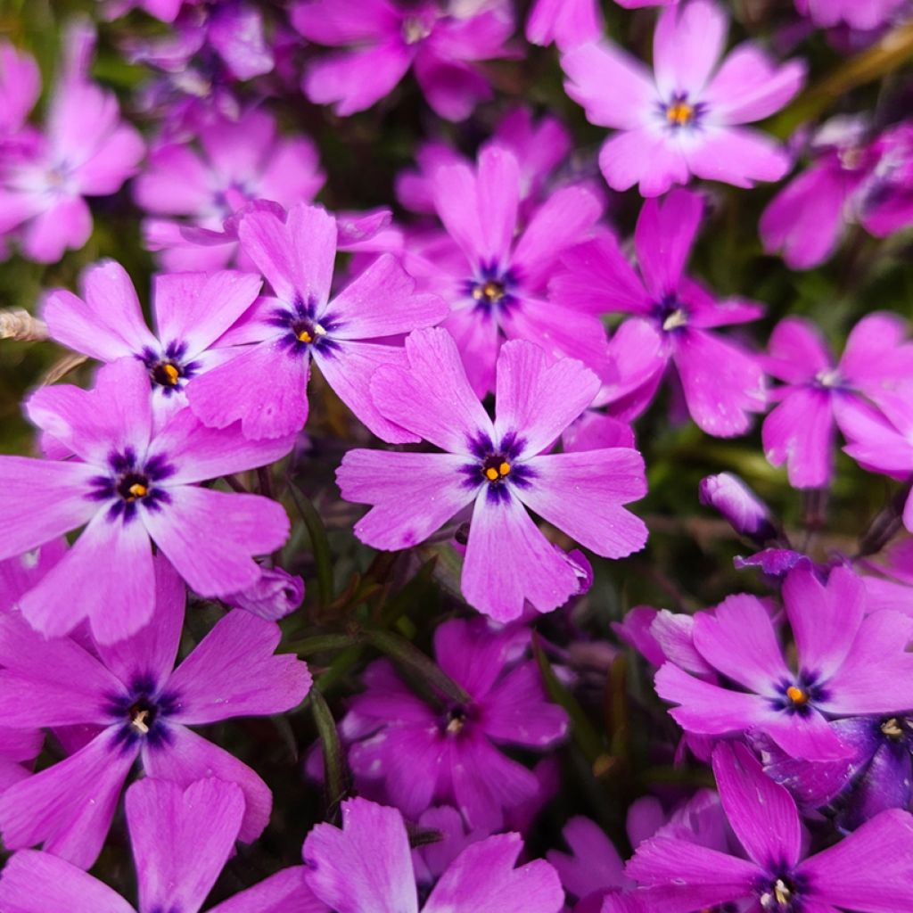 Sammalleimu Purple Beauty