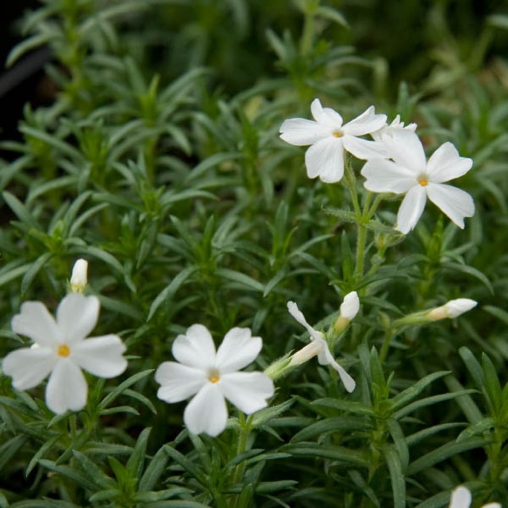 Sammalleimu White Delight