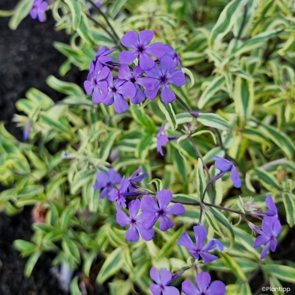 Sinileimu Blue Ribbons