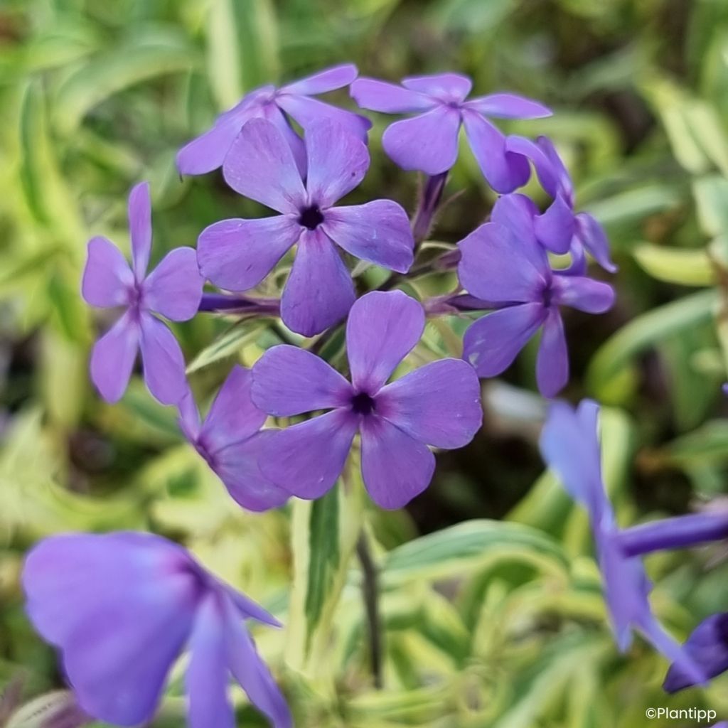 Sinileimu Blue Ribbons