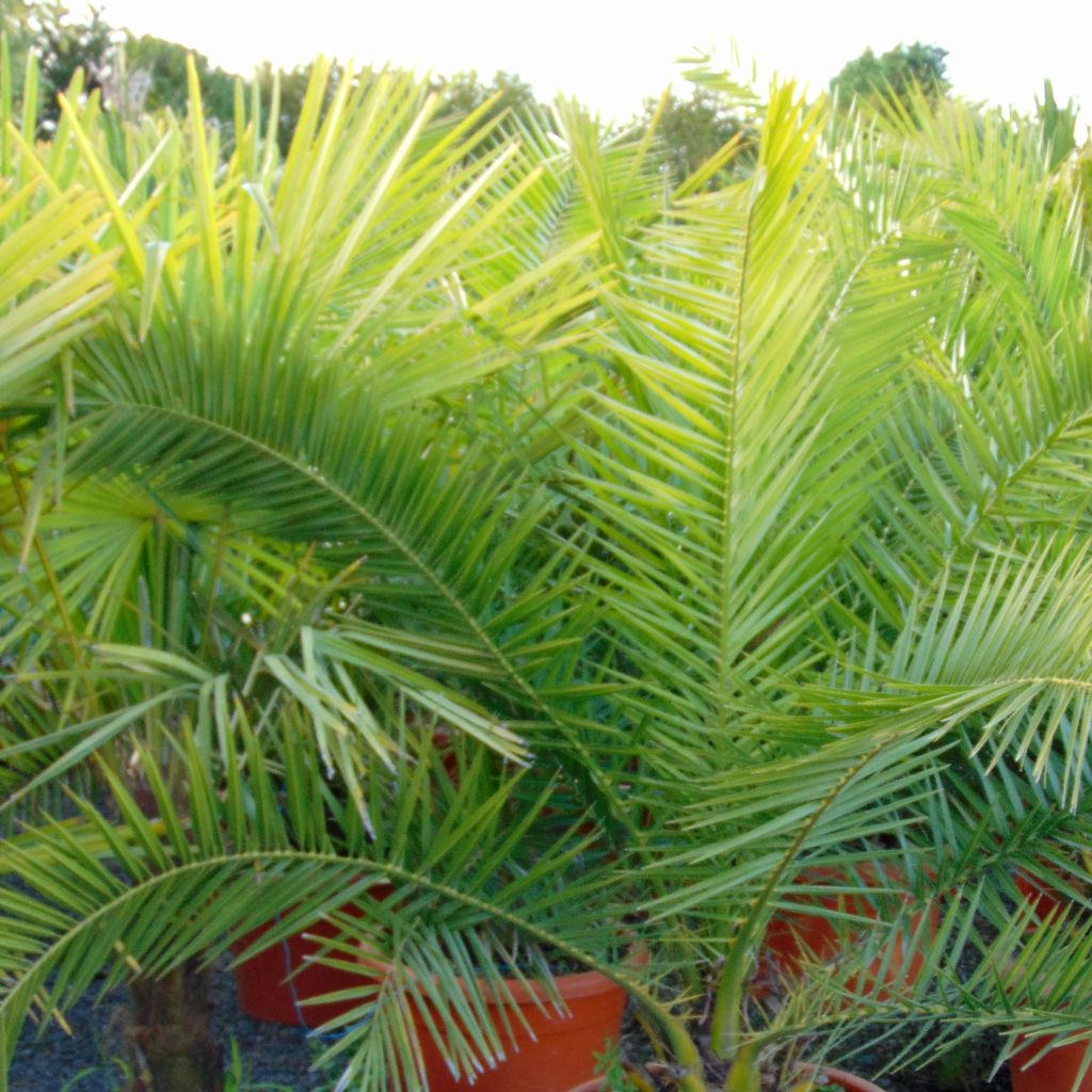Kanariantaateli - Phoenix canariensis