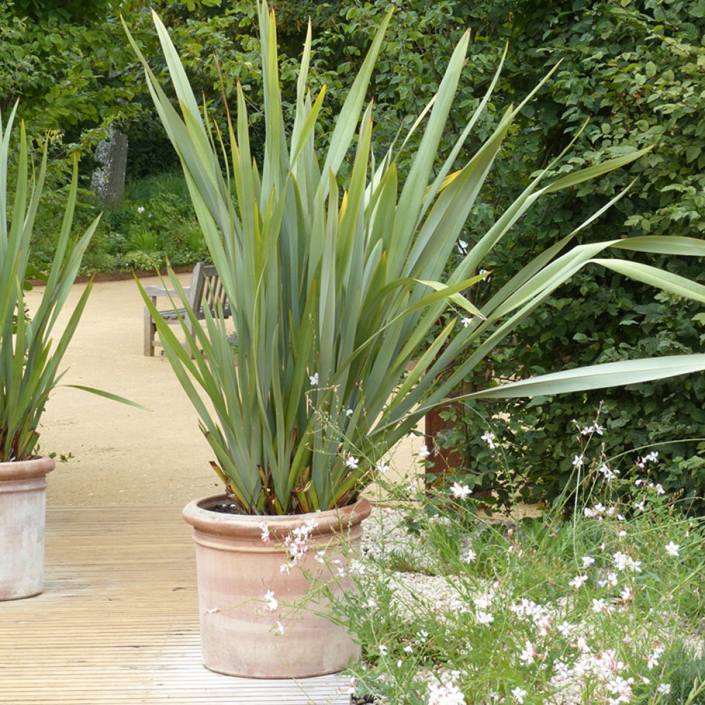 Tähkälilja - Phormium tenax