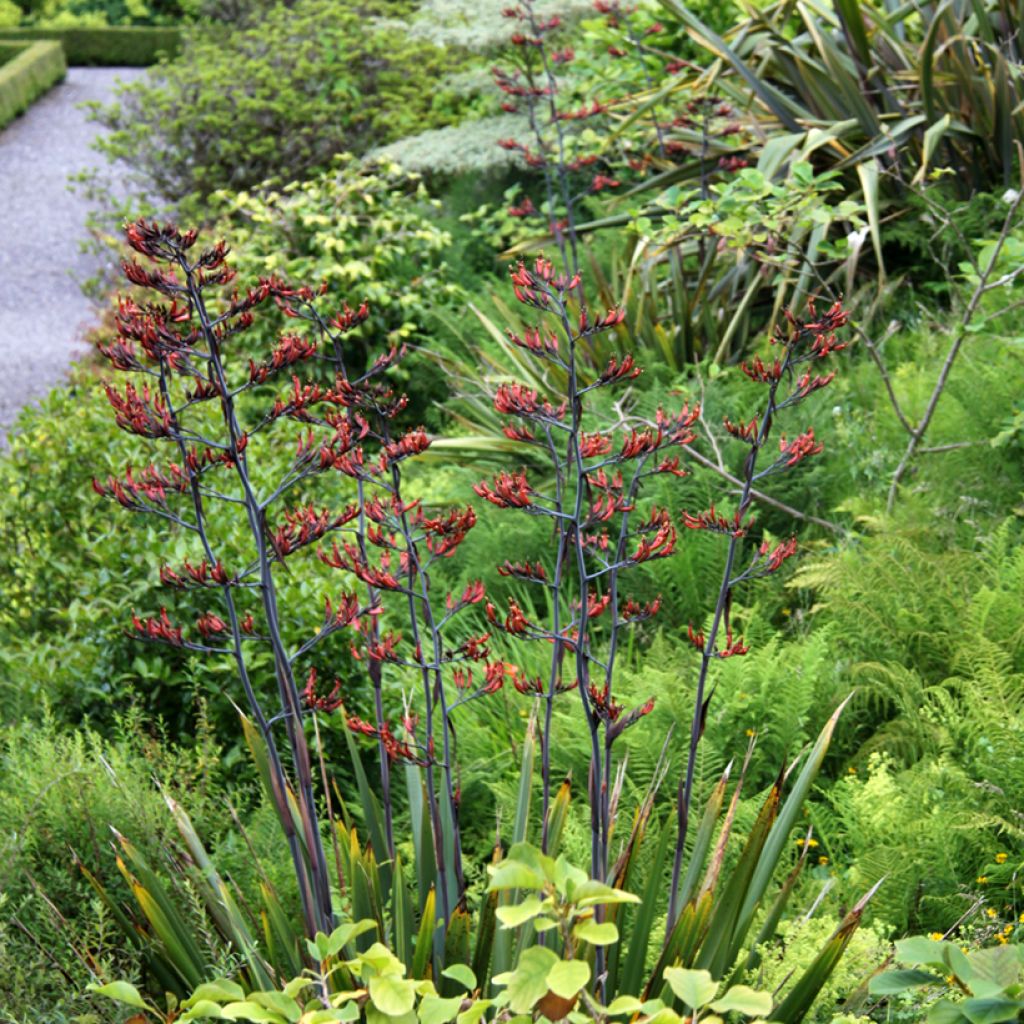 Tähkälilja - Phormium tenax