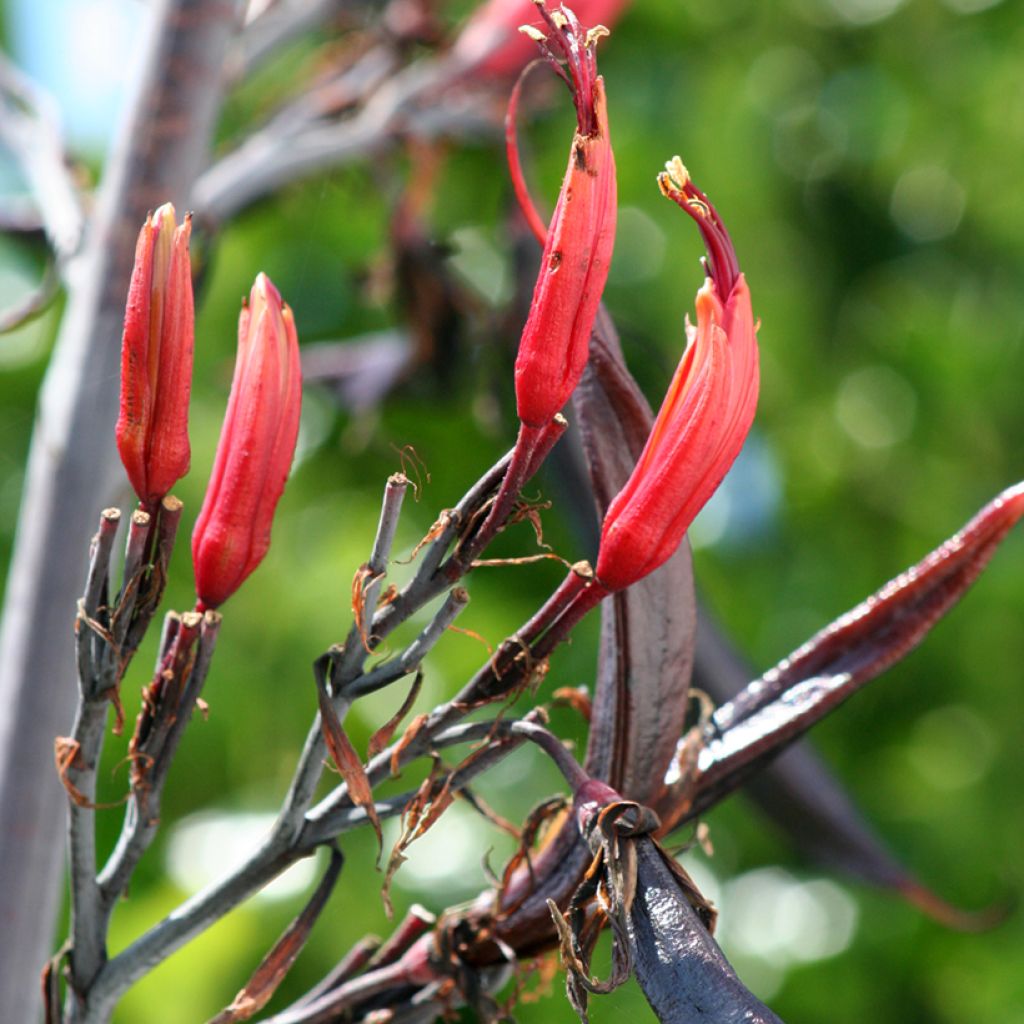 Tähkälilja - Phormium tenax