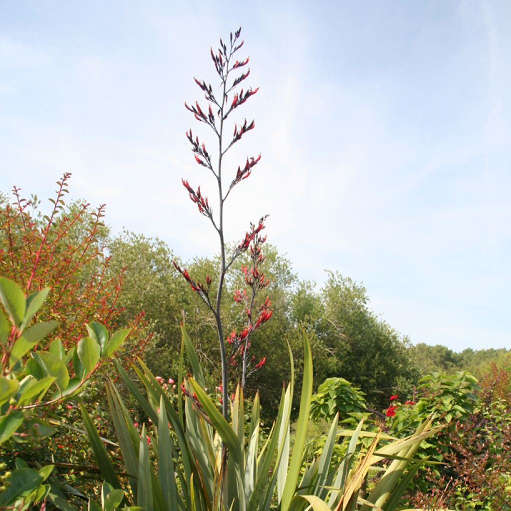 Tähkälilja - Phormium tenax