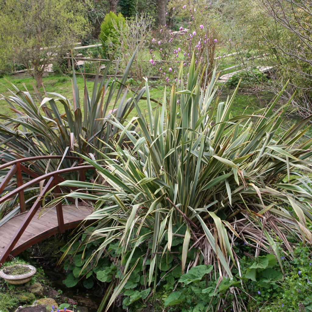 Tähkälilja - Phormium tenax