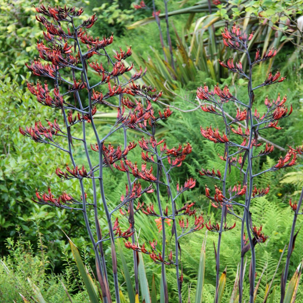 Tähkälilja - Phormium tenax