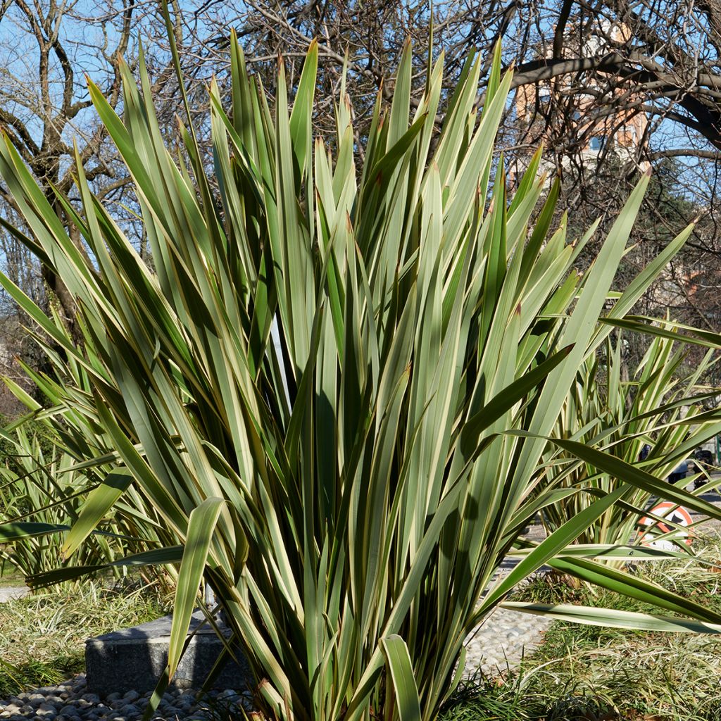 Graines de Lin de Nouvelle-Zélande - Phormium tenax