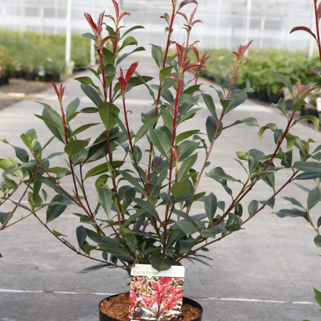 Tarhapunamarja Carré Rouge