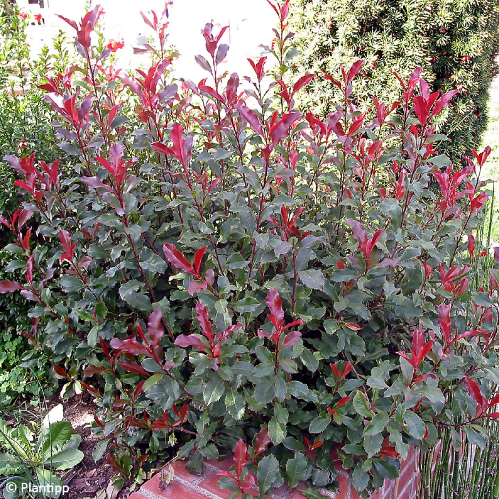 Tarhapunamarja Corallina