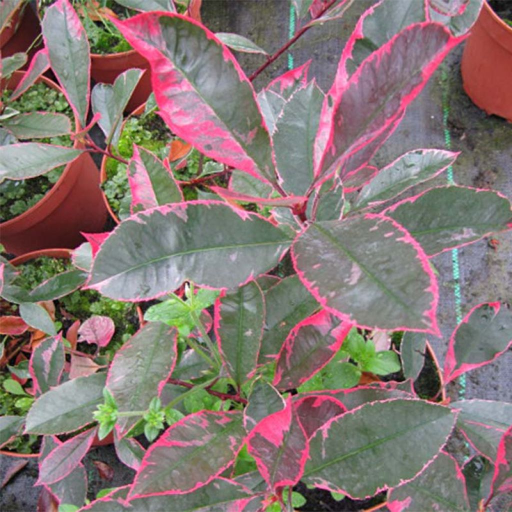 Tarhapunamarja McLarlou
