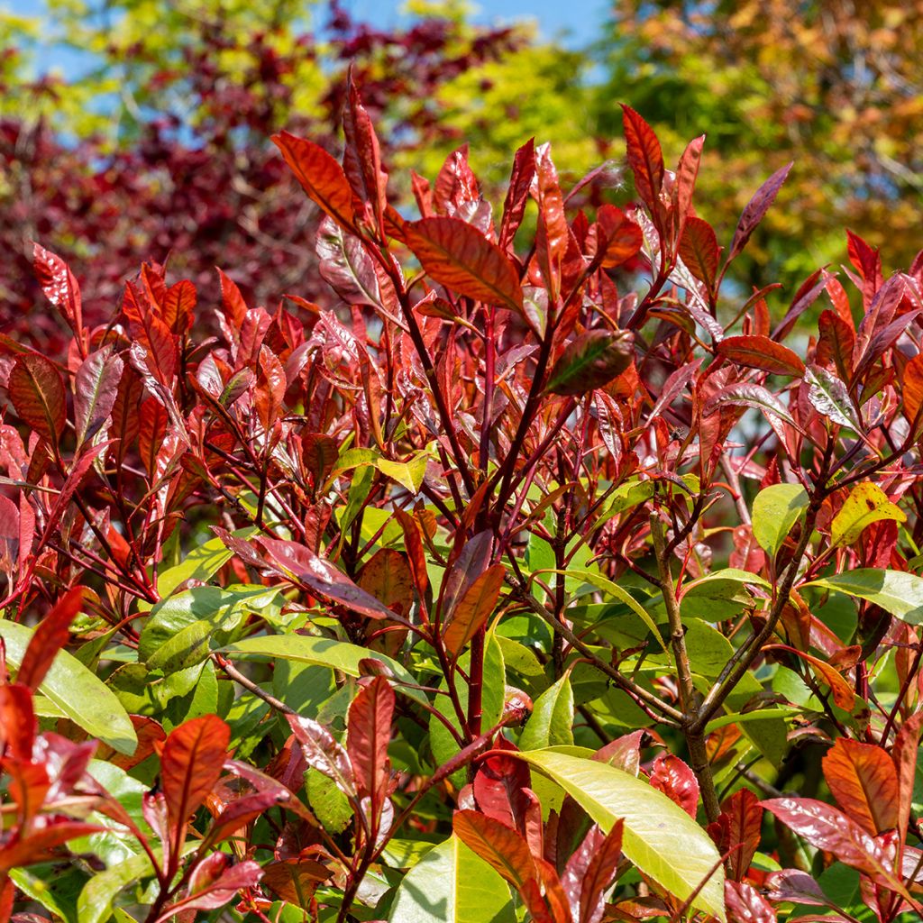 Tarhapunamarja Red Select