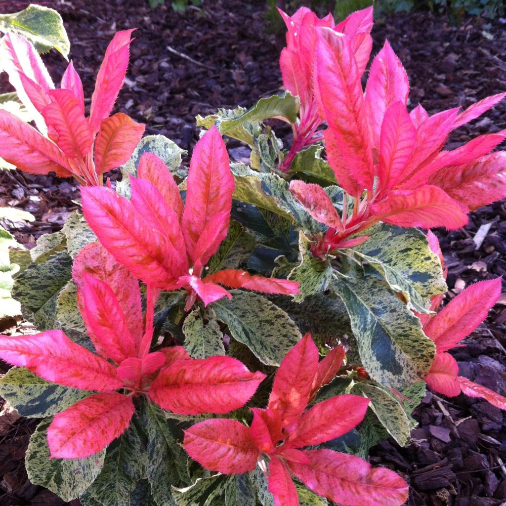 Punamarja Pink Crispy