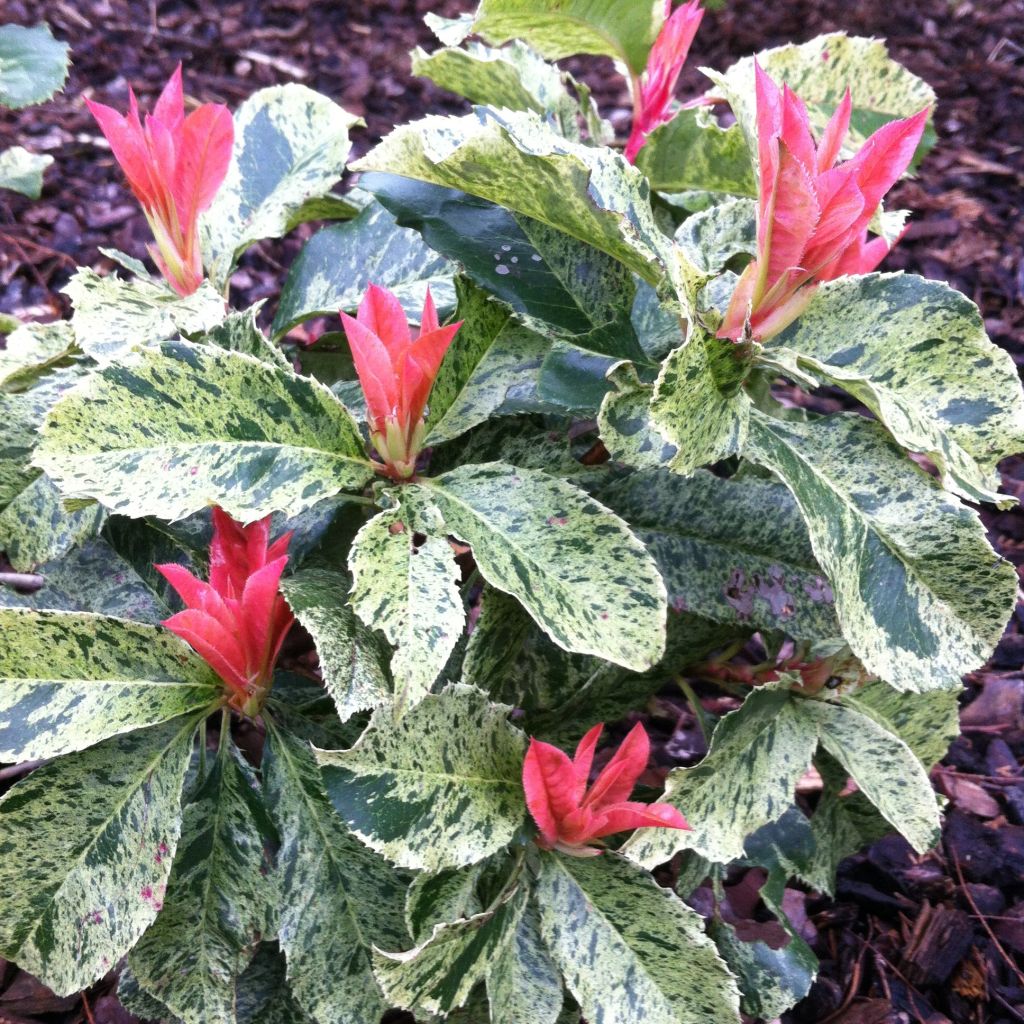 Punamarja Pink Crispy