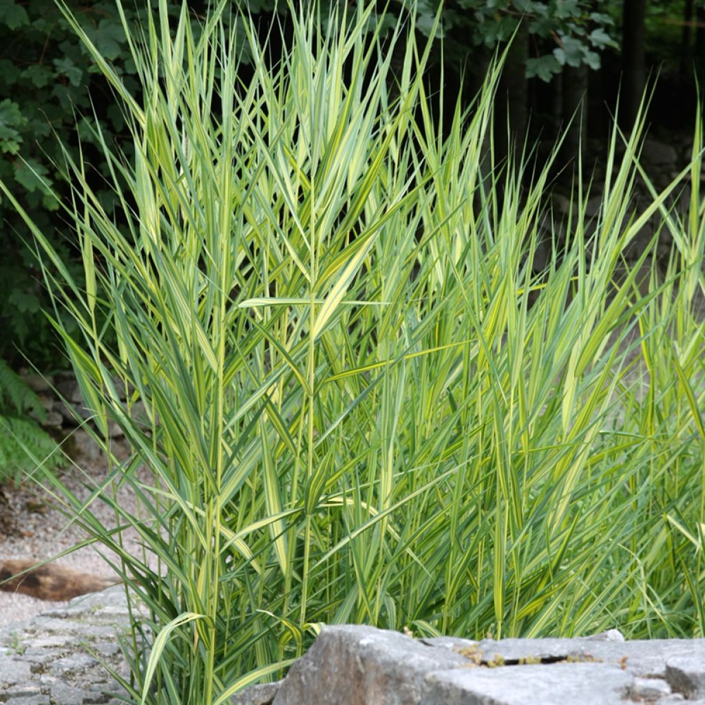Järviruoko Variegatus
