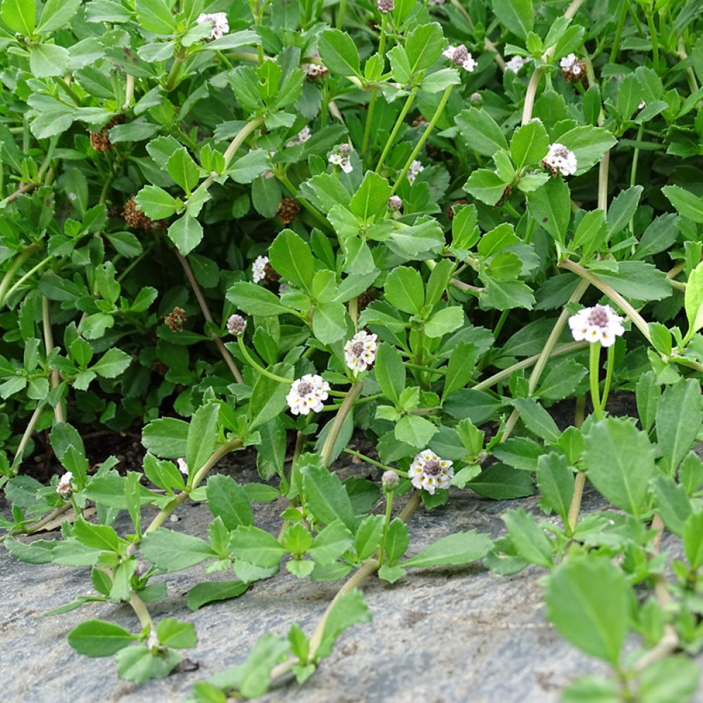 Mattonuppio - Phyla nodiflora