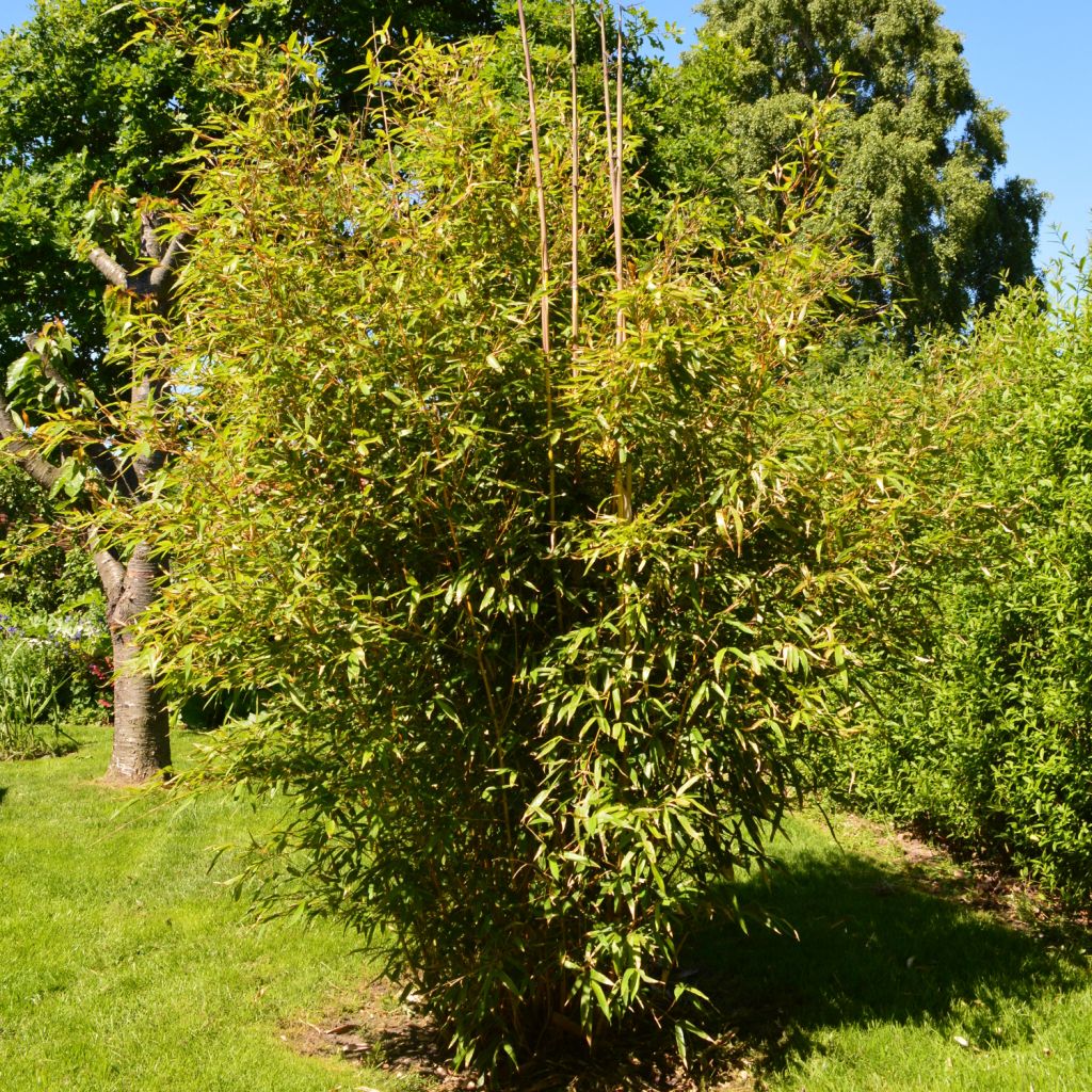 Jättibambu Aureocaulis