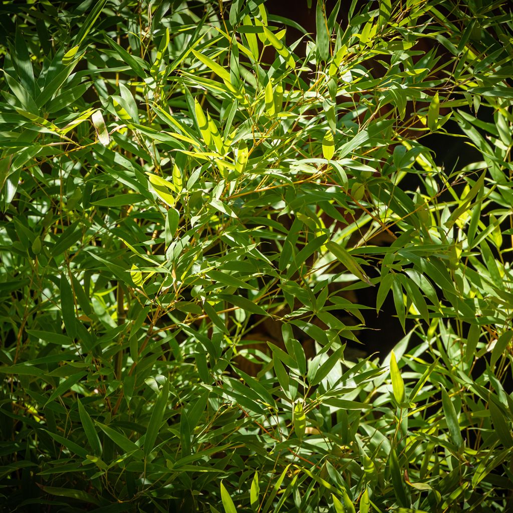 Jättibambu - Phyllostachys aureosulcata